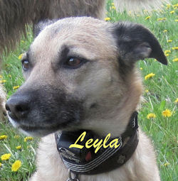 Leyla-Portrait aa